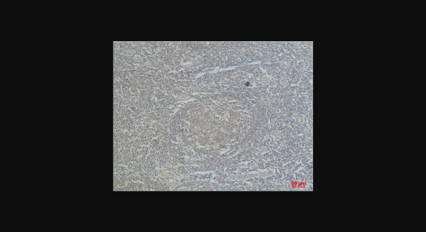 Anti-CD68, monoclonal
