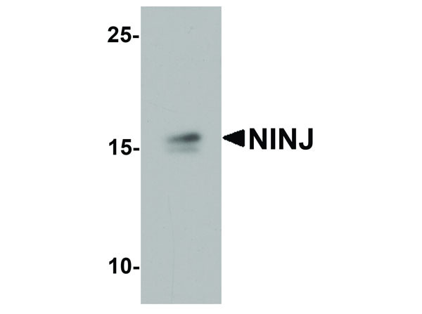 Anti-NINJ1