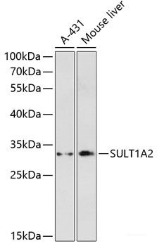 Anti-SULT1A2