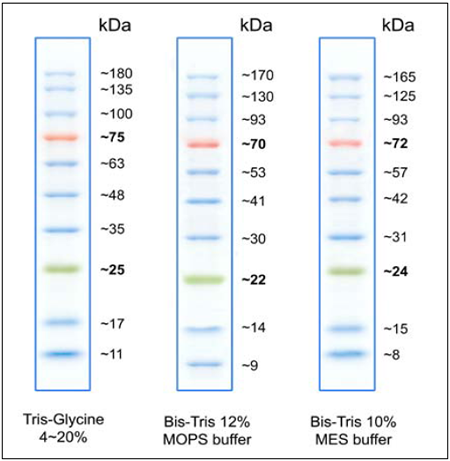 Biomol BLUEplus prestained Protein Ladder (10-180 kDa)