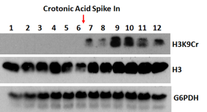 Anti-Crotonyl-Histone H3 (Lys9), Rabbit Monoclonal (RM339)