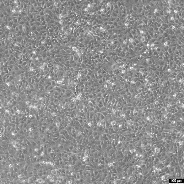 C918 Cells