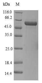 ELAV-like protein 4 (ELAVL4), human, recombinant