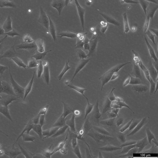 MG-63 Cells
