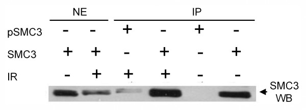 Anti-phospho-SMC3 (Ser383)