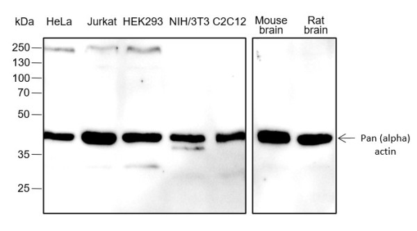 Anti-Recombinant Pan-Actin, clone A321