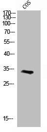 Anti-CCND3