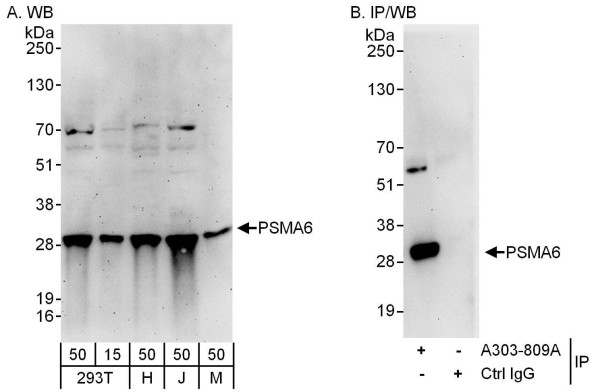 Anti-PSMA6