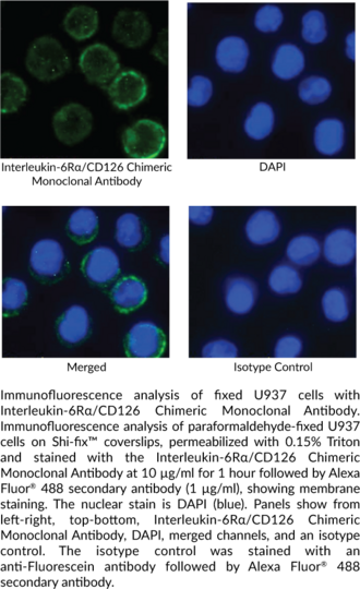 Anti-Interleukin-6Ralpha/CD126 Chimeric Monoclonal Antibody (Clone rhPM-1 (Tocilizumab))