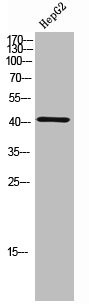 Anti-Phospho-CEBPA (T230)