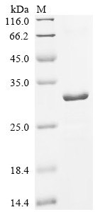 Tolloid-like protein 1 (Tll1), partial, mouse, recombinant