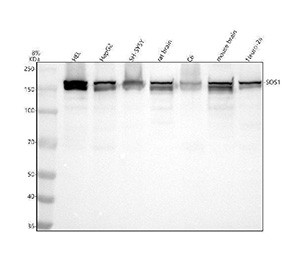 Anti-SOS1 / Son of sevenless 1, clone ABBE-19