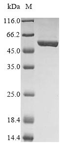 Cytoskeleton-associated protein 4 (Ckap4), partial, mouse, recombinant