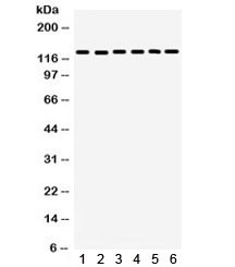 Anti-FAK / Focal Adhesion Kinase