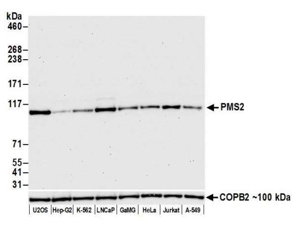 Anti-PMS2 Recombinant Monoclonal