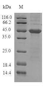 Androgen-dependent TFPI-regulating protein (ADTRP), human, recombinant