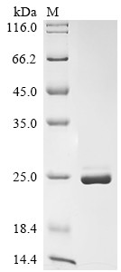 EF-hand calcium-binding domain-containing protein 11 (EFCAB11), human, recombinant