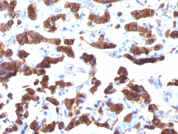 Anti-Thyroglobulin (Thyroidal Cell Marker)(TGB24), CF568 conjugate, 0.1mg/mL