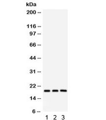 Anti-SFRS3