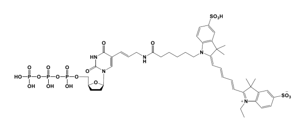 Sulfo-Cyanine5 ddUTP