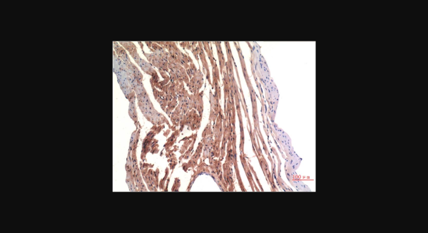 Anti-VE-Cadherin (8E5), monoclonal