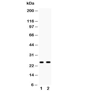 Anti-Peroxiredoxin 6 (PRDX6)