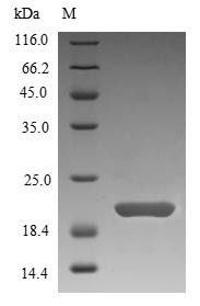 Nucleoside diphosphate kinase (YNK1), Saccharomyces cerevisiae, recombinant