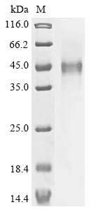 Inducible T-cell costimulator (ICOS), partial, human, recombinant