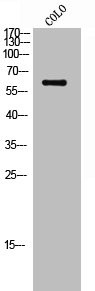 Anti-Phospho-SRC (S75)