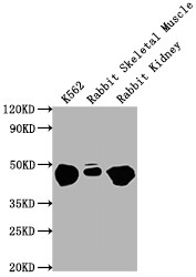Anti-ENO1 Monoclonal, clone 4D11F5