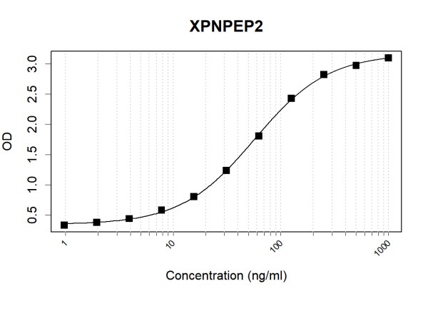 Anti-Human XPNPEP2 Antibody Pair