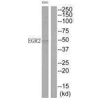 Anti-EGR2