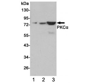Anti-PRKCA / PKC alpha, clone 3G11-G11-G11