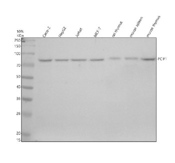 Anti-PCIF1 / Phosphorylated CTD-interacting factor 1