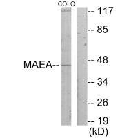 Anti-MAEA
