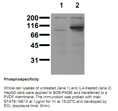 Anti-phospho-STAT6 (Tyr641), clone 16E12