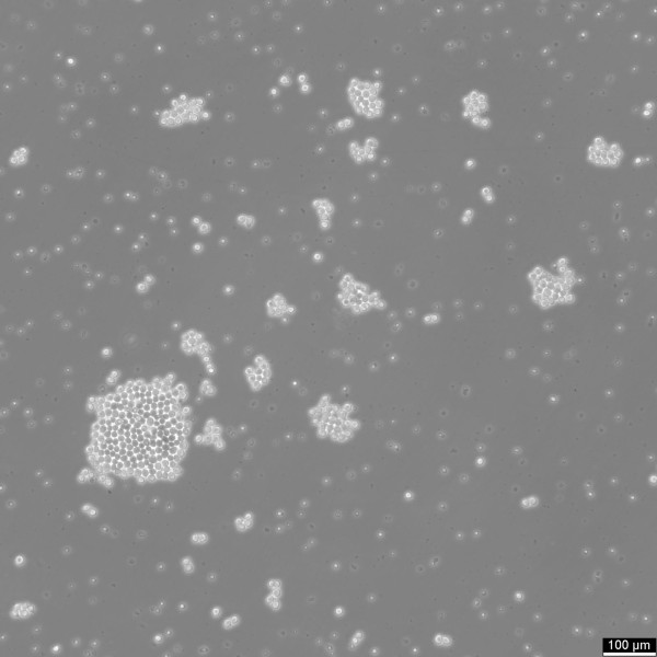 NS0 cells