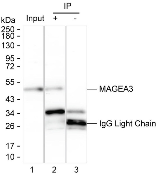 Anti-MAGEA3