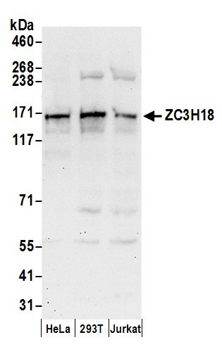 Anti-ZC3H18