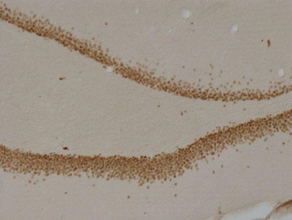 Anti-Prox1, clone 5G10