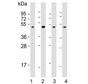 Anti-DRD2 / Dopamine D2 Receptor