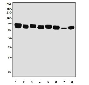 Anti-EHD3