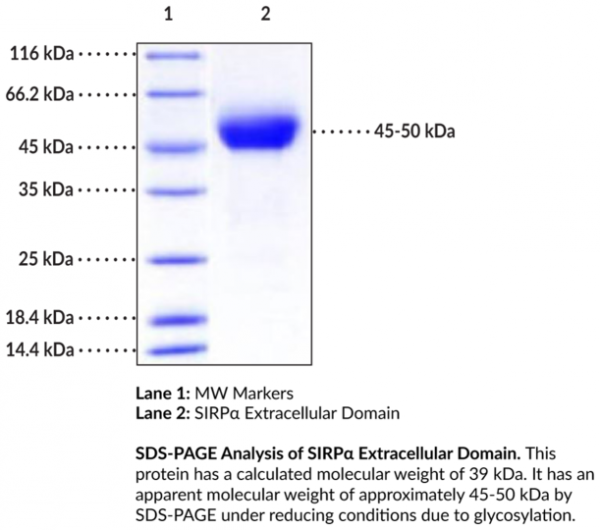 SIRPalpha Extracellular Domain (human, recombinant)