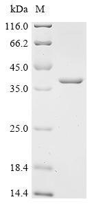 N-acetylmuramoyl-L-alanine amidase AmiD (amiD), recombinant Escherichia coli