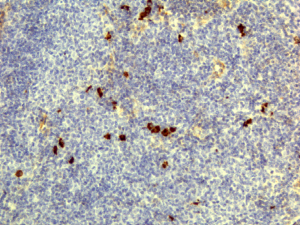 Anti-IgD (human), Rabbit Monoclonal (RM123)