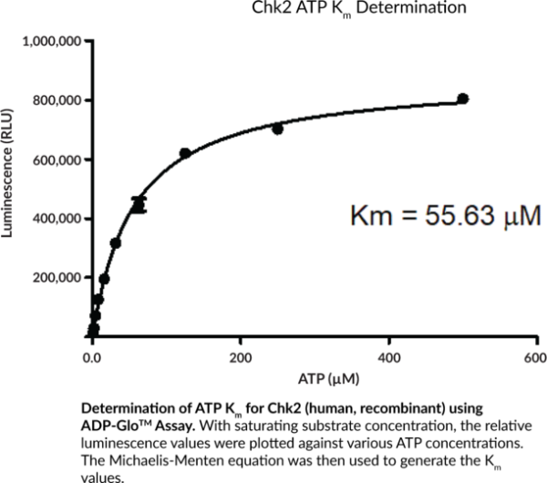 Chk2 (human, recombinant)