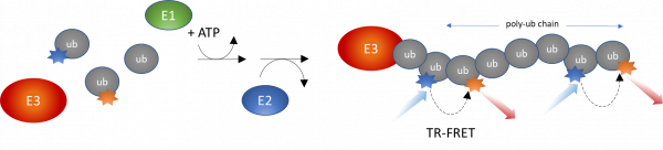 NEDD4 intrachain TR-FRET Assay Kit
