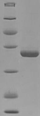 Pyridoxal phosphate phosphatase (Pdxp), mouse, recombinant