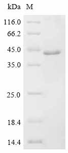 Dickkopf-related protein 4 (DKK4), human, recombinant