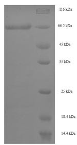 Septin-7 (SEPT7), human, recombinant